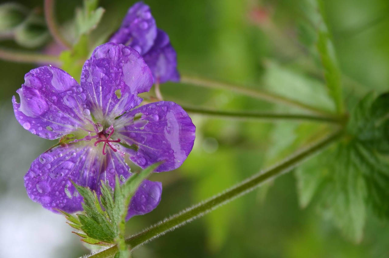 blossom bloom rain free photo