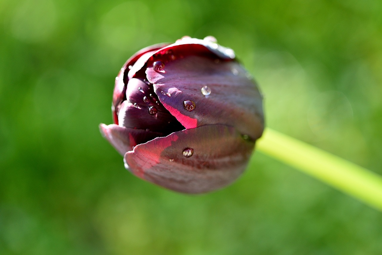 flower blossom bloom free photo