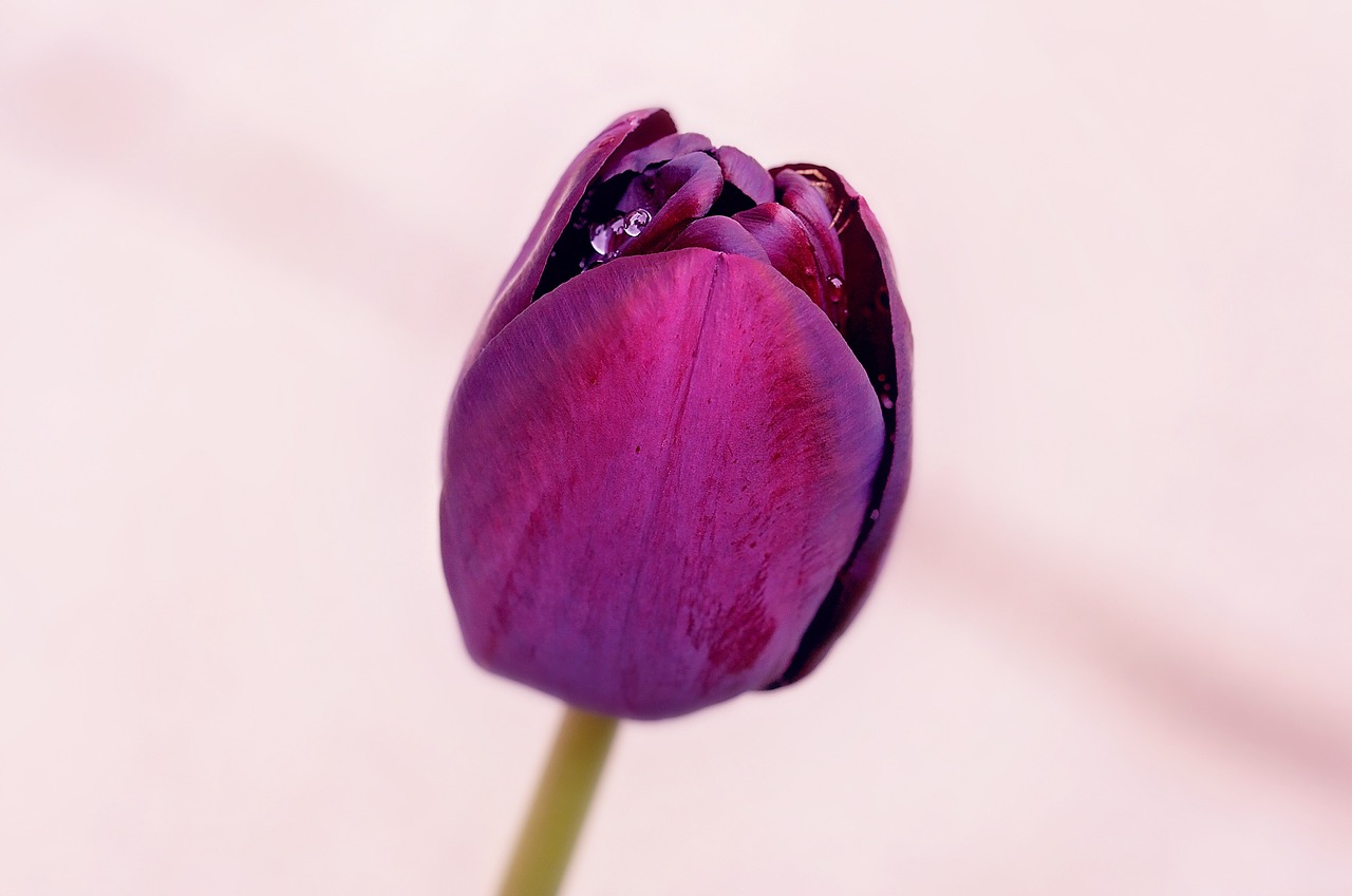 flower tulip violet free photo