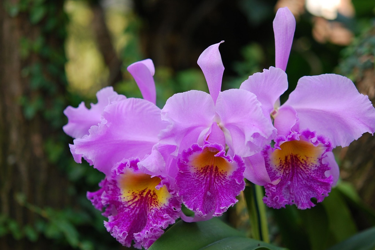 flower orchid purple free photo