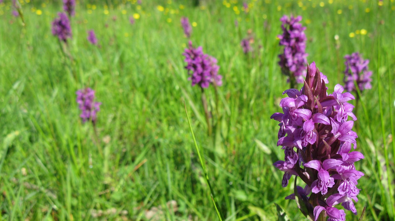 flower purple plant free photo