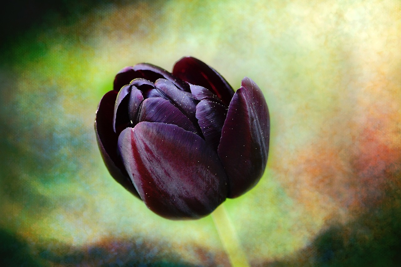 flower tulip purple free photo