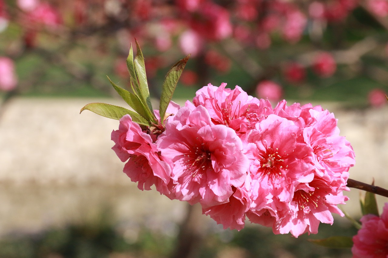 flower spring the year april free photo