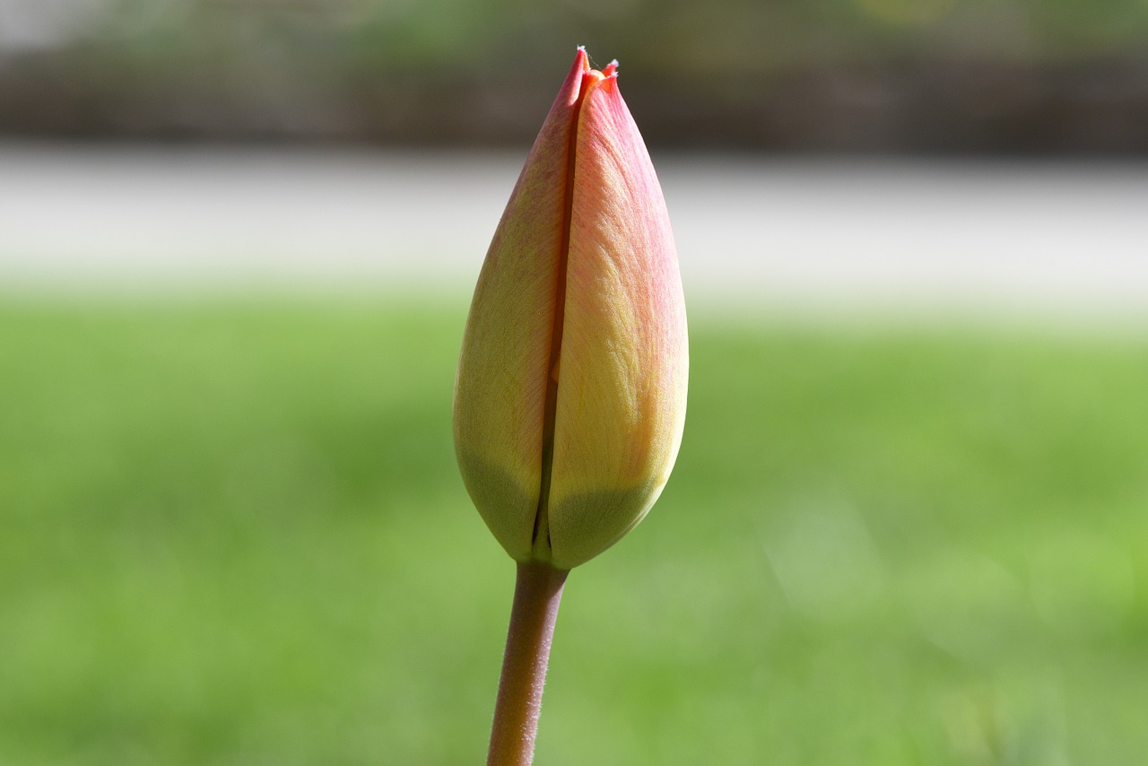 flower tulip schnittblume free photo