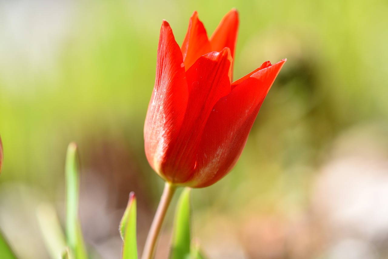 flower tulip star tulip free photo