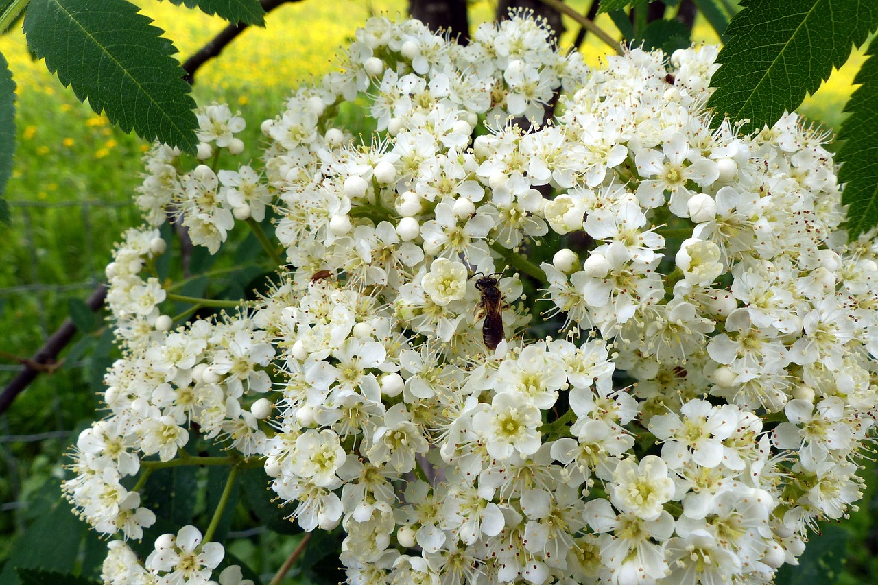 blossom bloom bee free photo