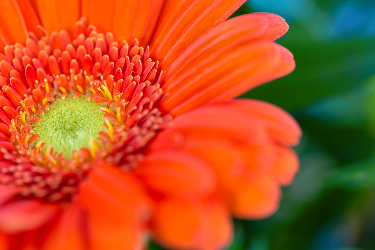 flower orange blossom free photo