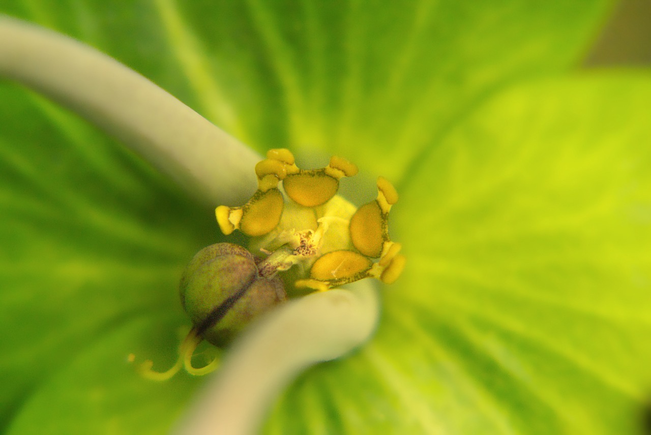 flower macro pistil free photo