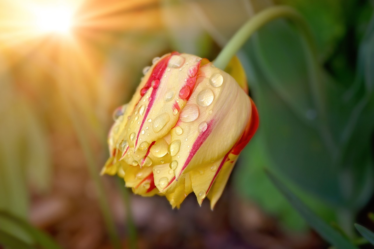 flower tulip blossom free photo