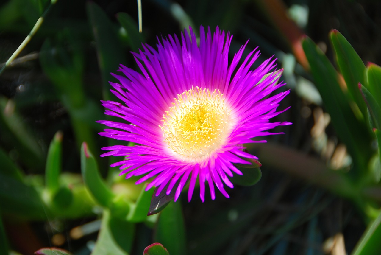 flower violet yellow free photo