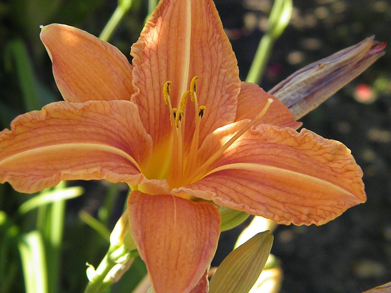 flower plant garden free photo