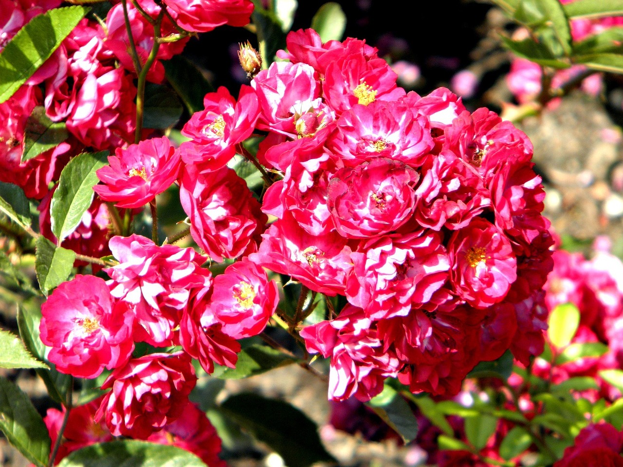 flower plant garden free photo