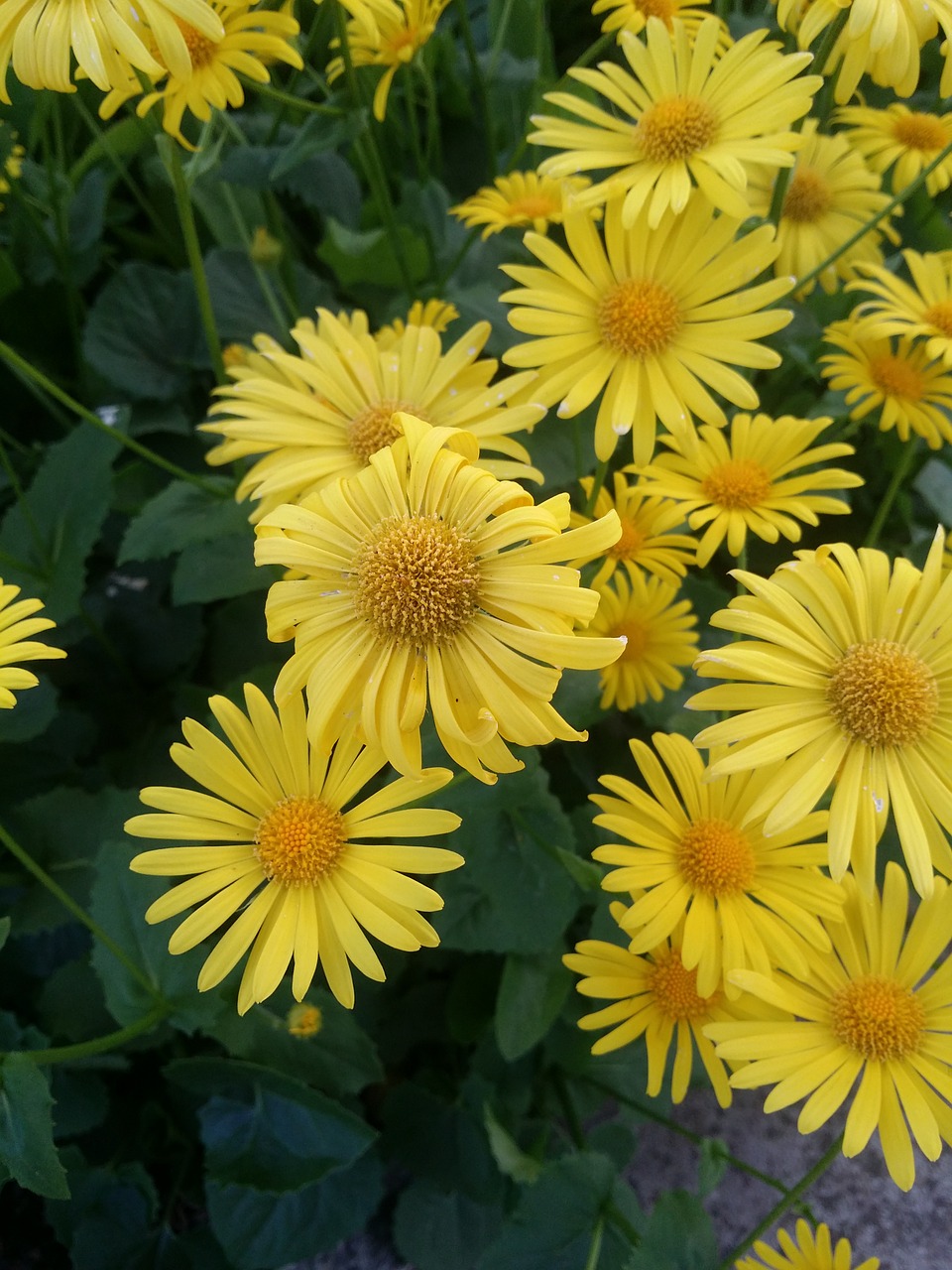 flower yellow yellow flower free photo