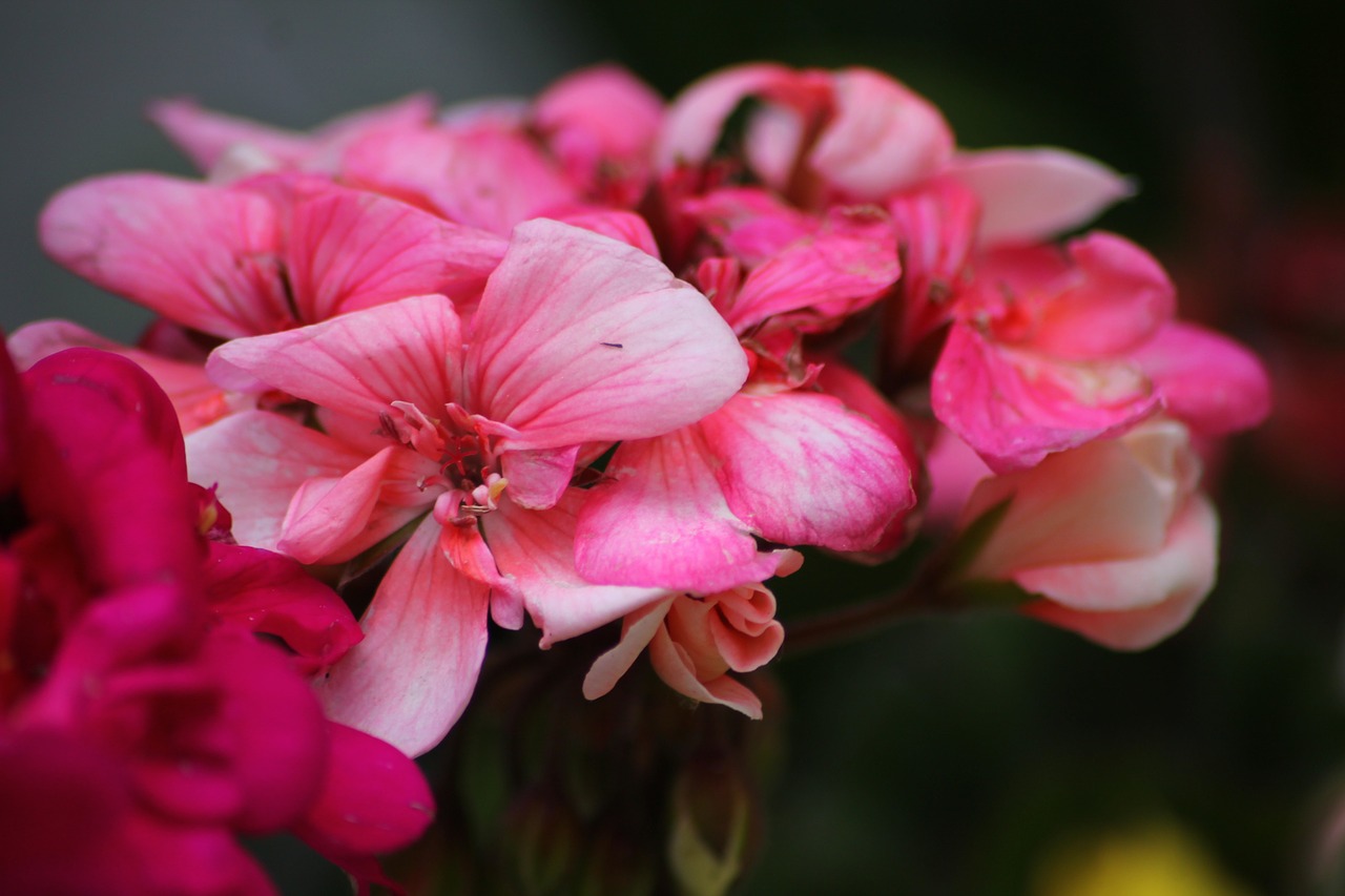 flower pink decoration free photo