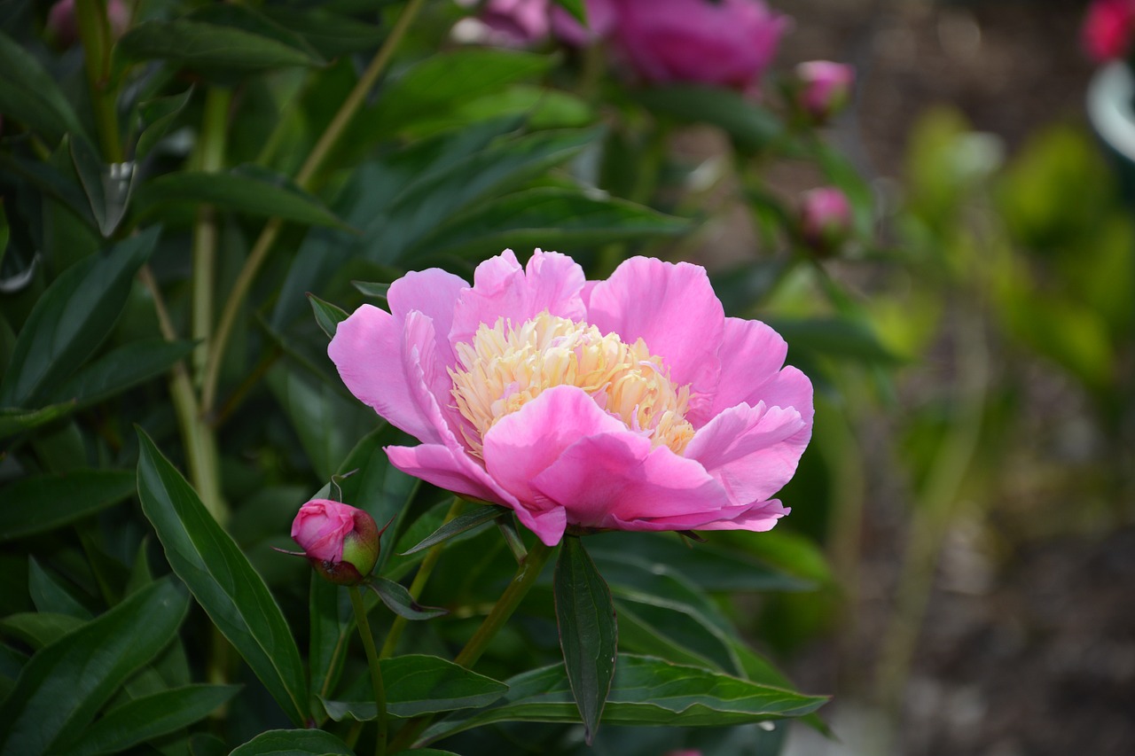 flower plant peony free photo