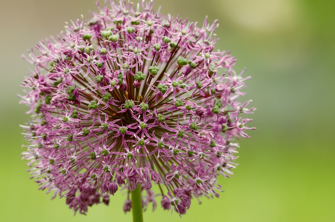 flower blossom bloom free photo