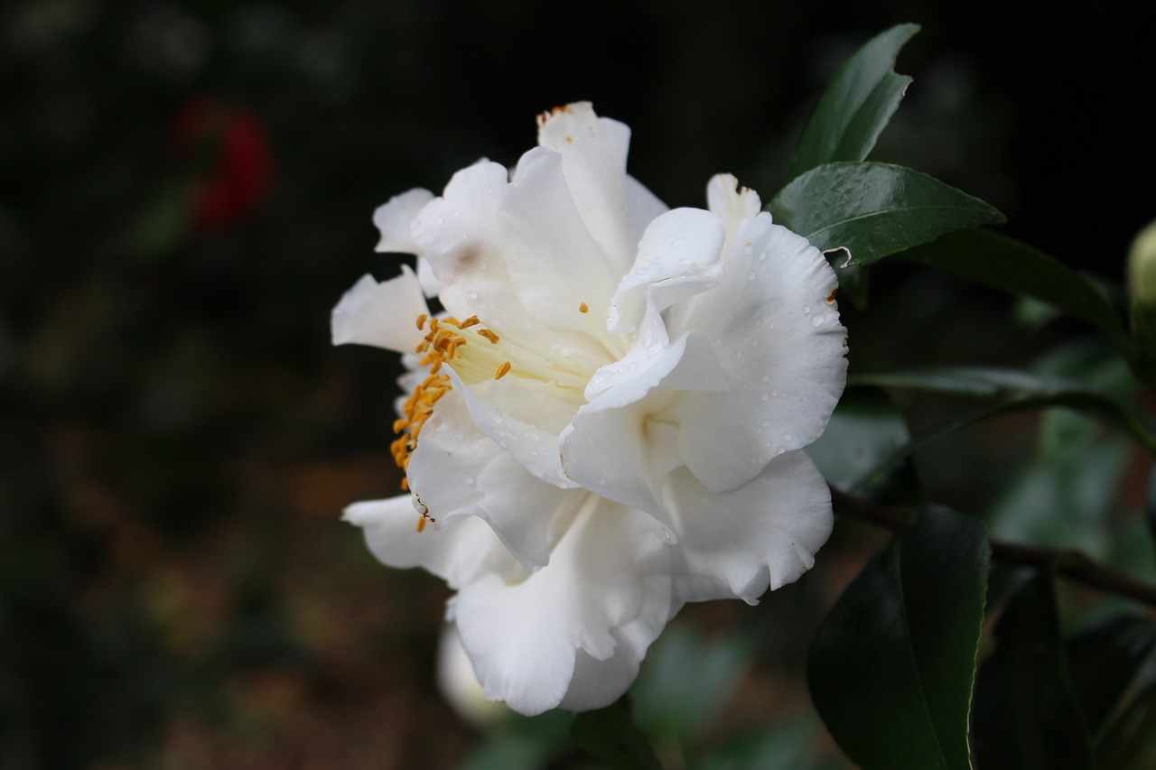 flower white nature free photo