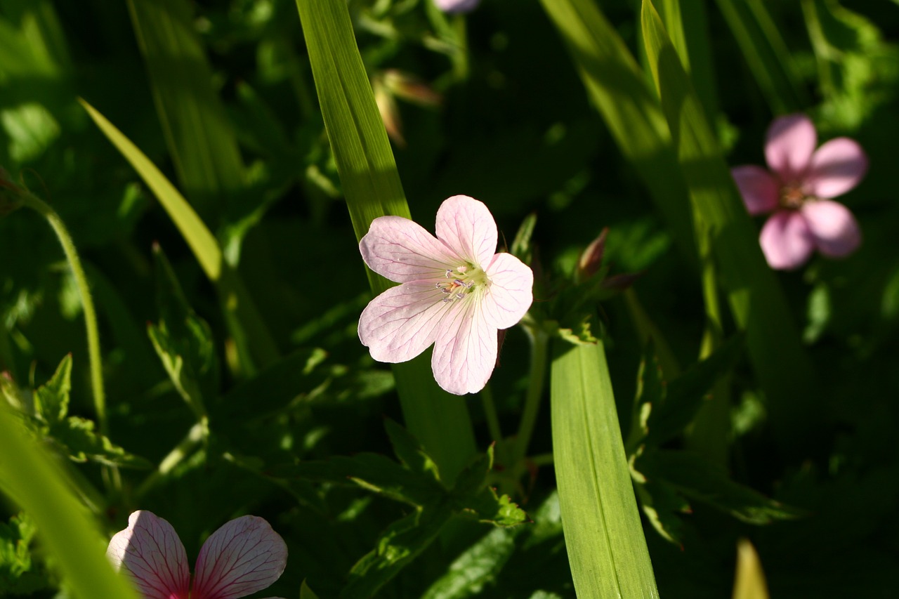 flower plant garden free photo