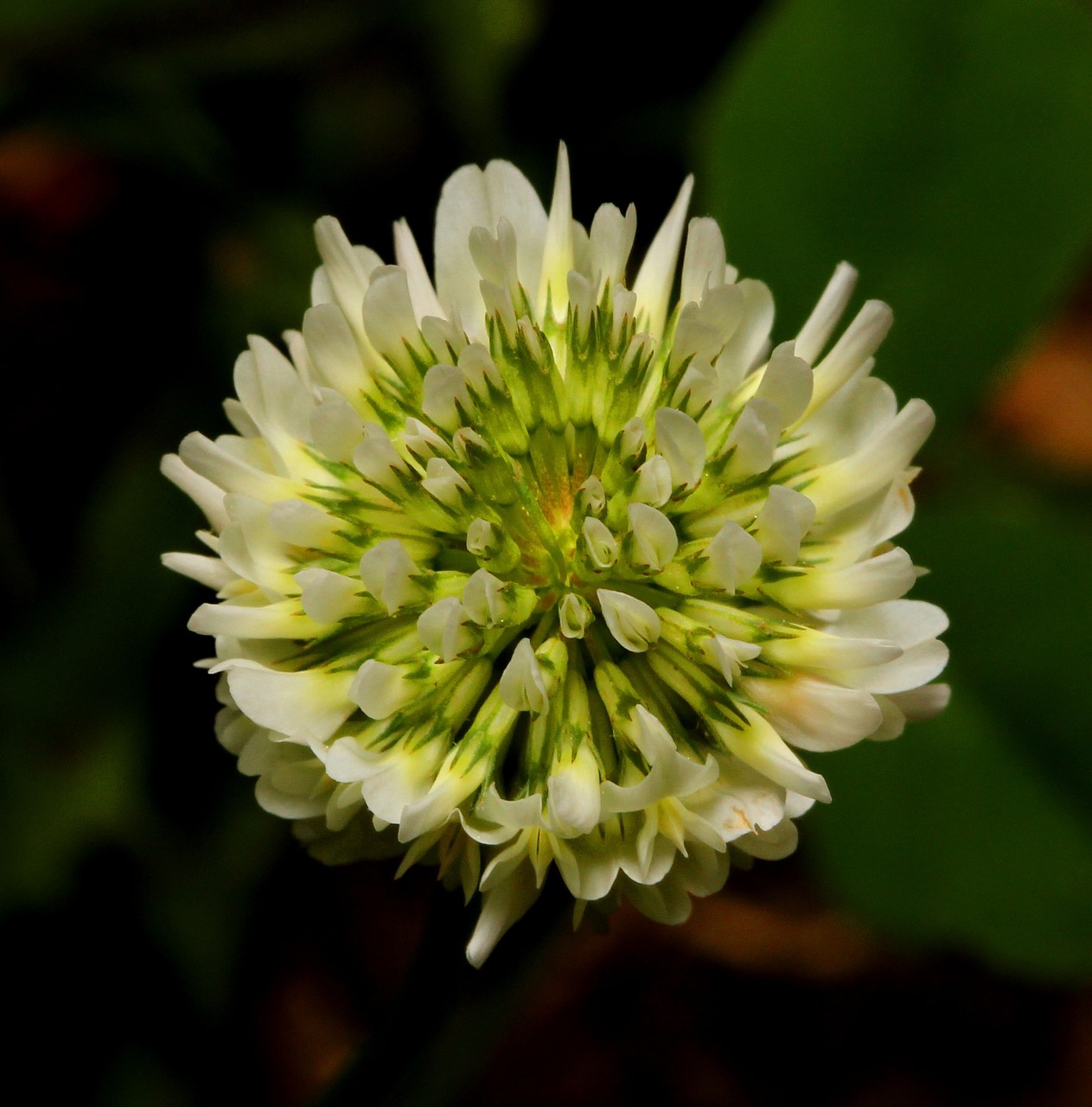 flower clover white free photo