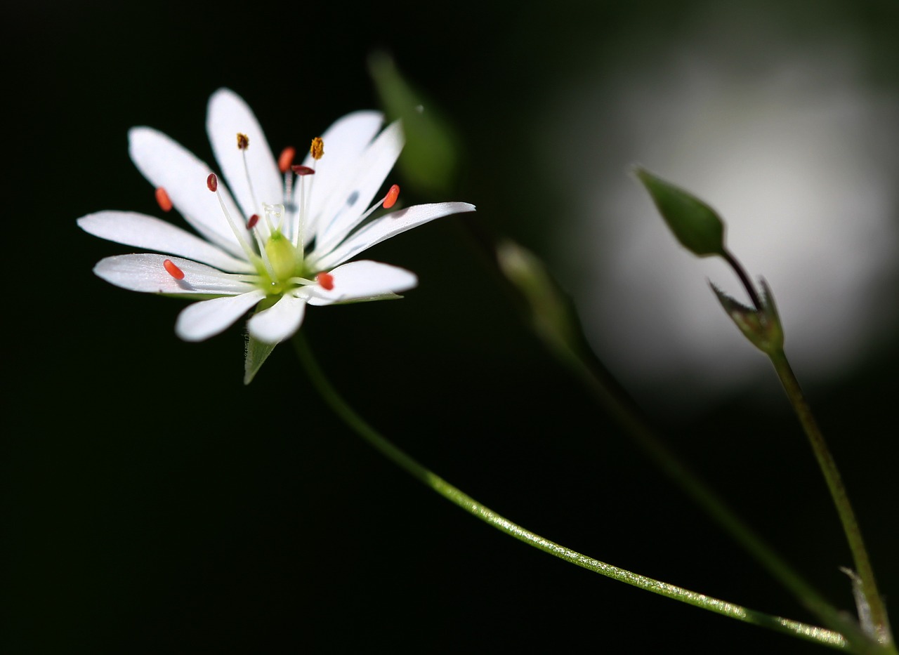 flower nature plant free photo