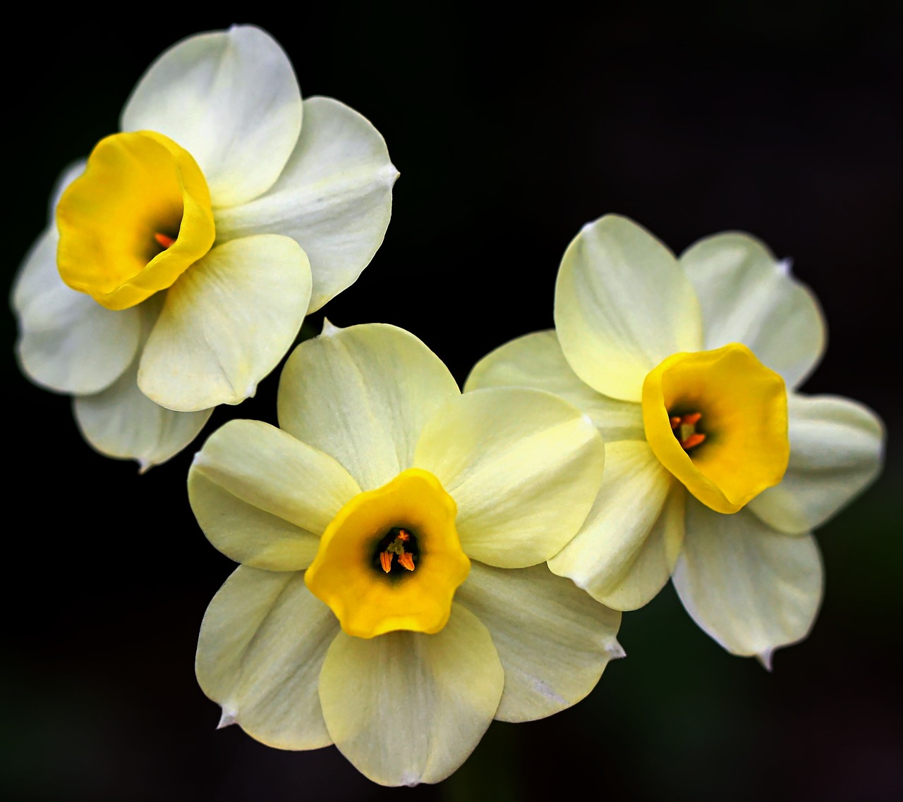 flower nature macro free photo