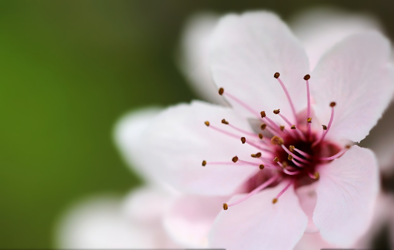 flower apple summer free photo