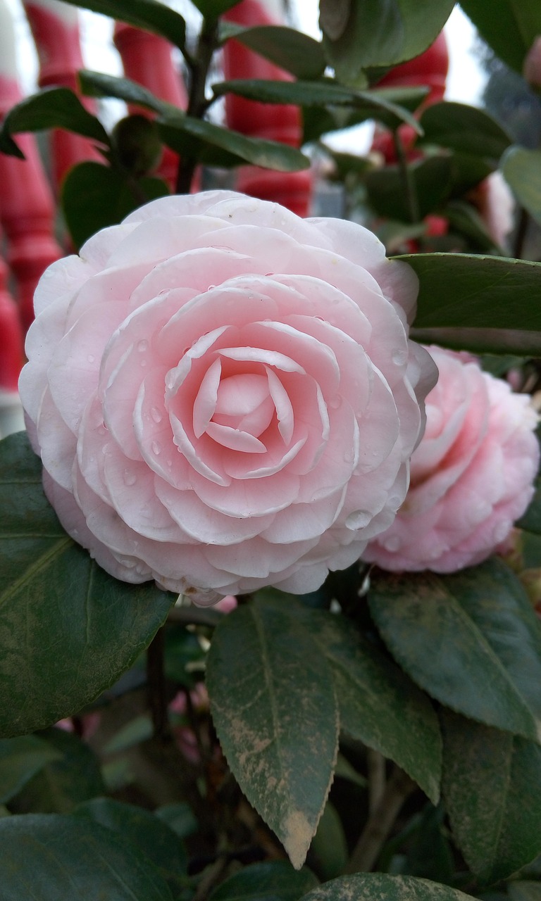 flower camellia plant free photo