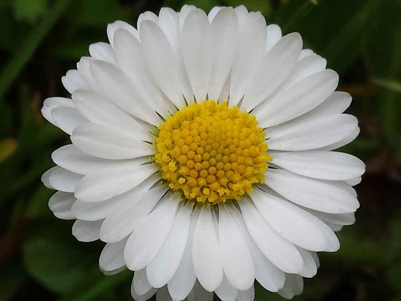 flower white nature free photo