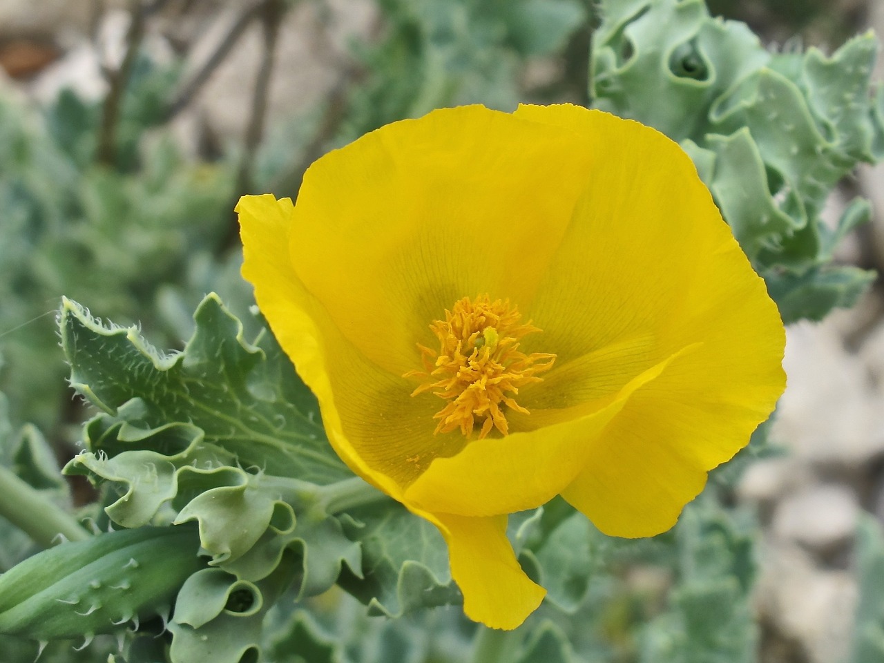 flower yellow close free photo