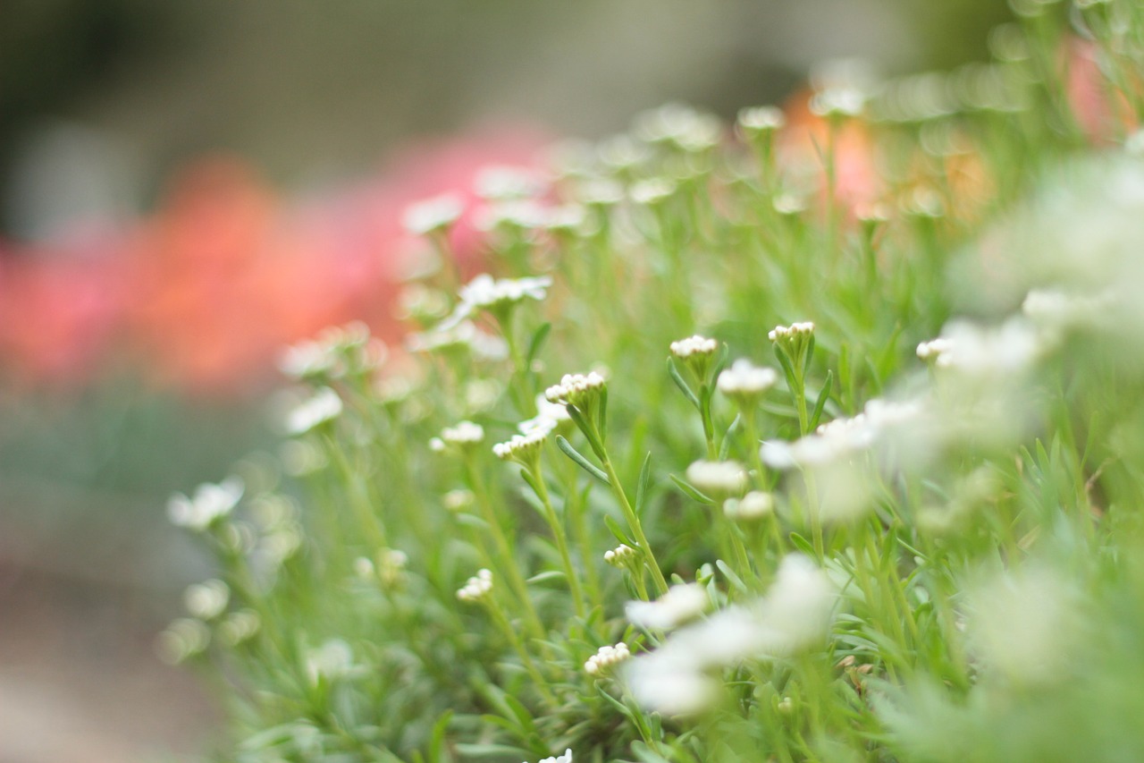 flower garden summer free photo