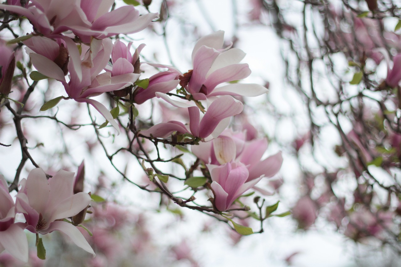 flower garden summer free photo