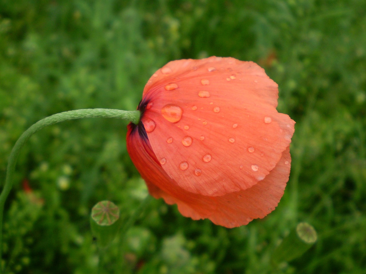 flower poppy meadow free photo