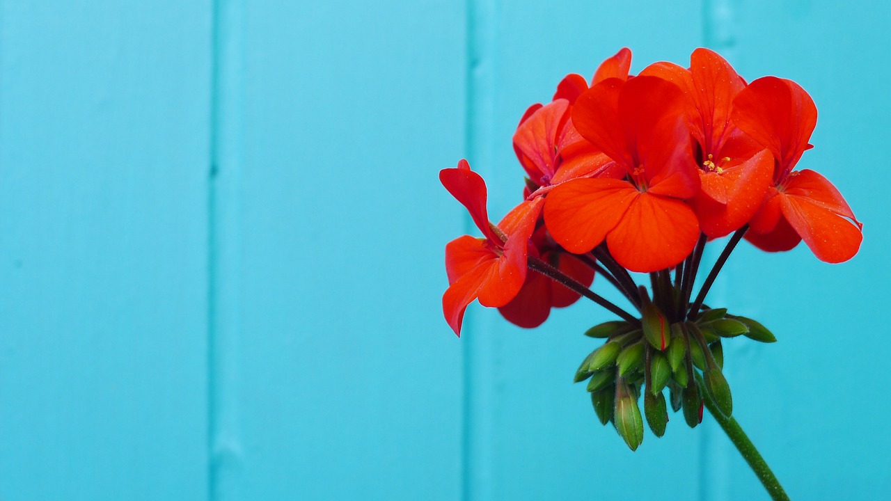 flower red blue free photo