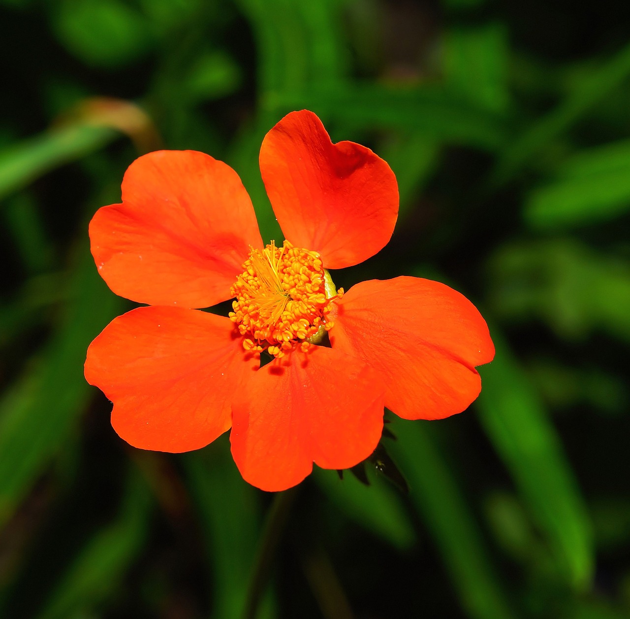 blossom bloom plant free photo