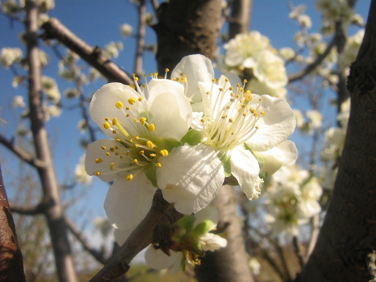 flower spring spring flowers free photo