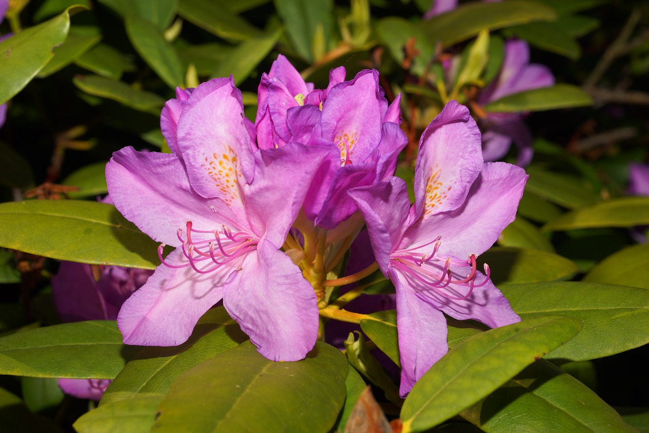 blossom bloom rhododendron free photo