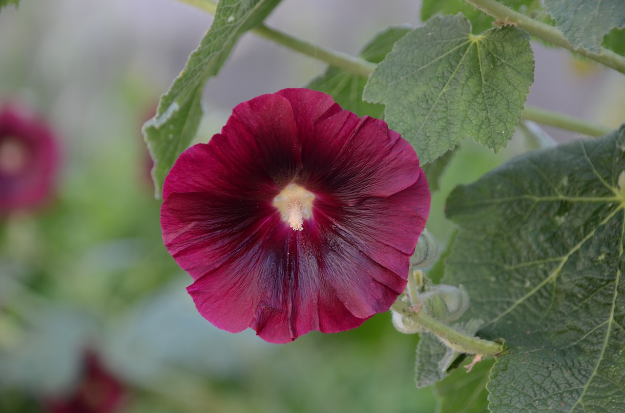 flower hollyhock nature free photo