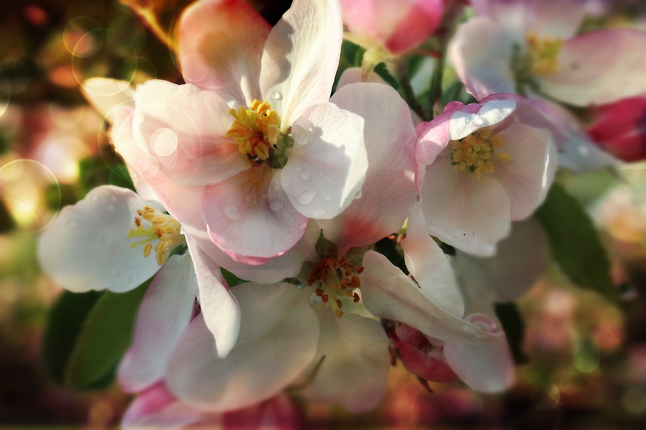 flower apple spring free photo