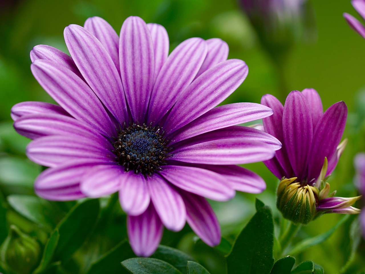 flower nature blossom free photo