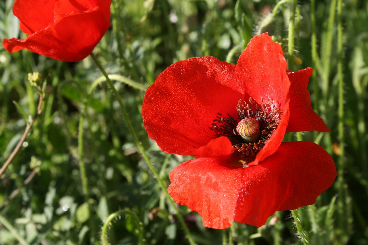 flower poppy nature free photo