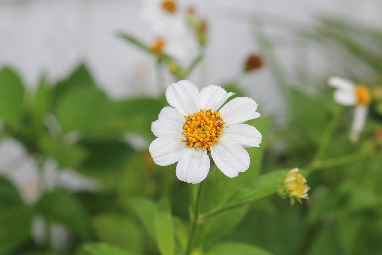 flower white nature free photo