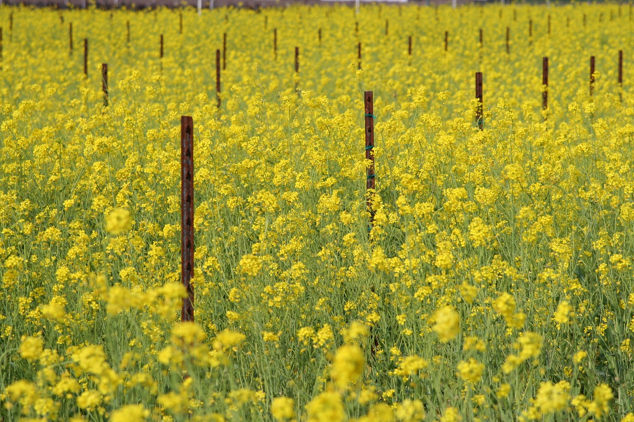 flower mustard blossom free photo