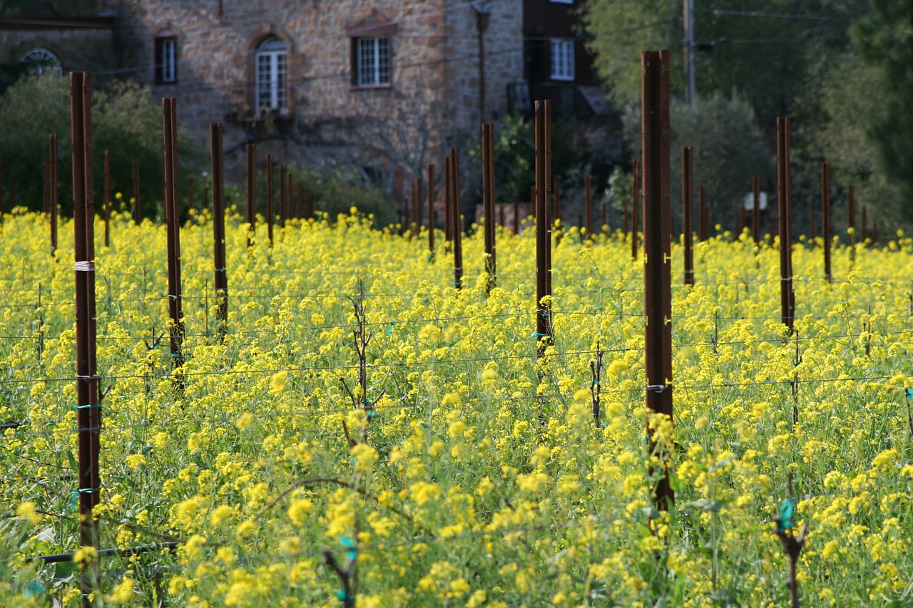 flower vineyard mustard free photo