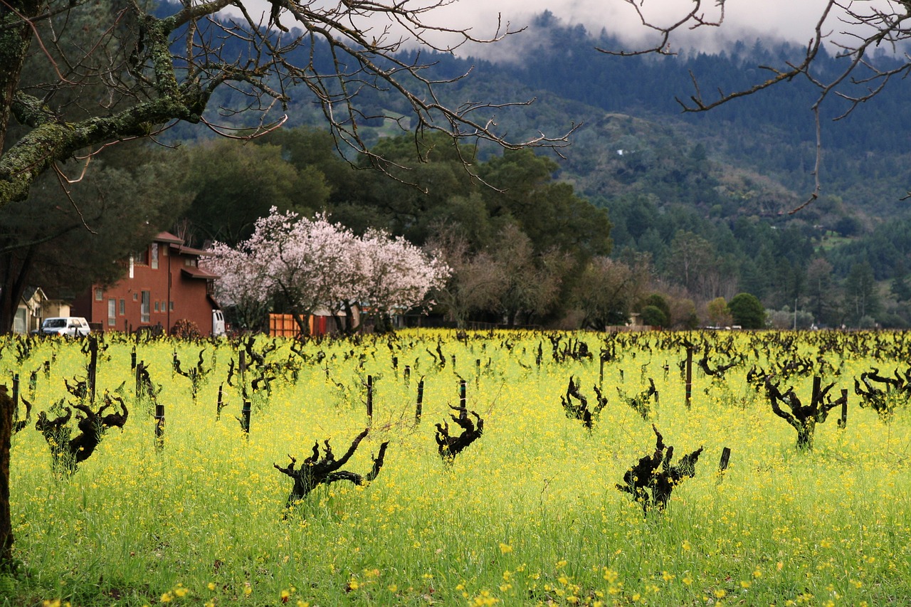 flower vineyard mustard free photo