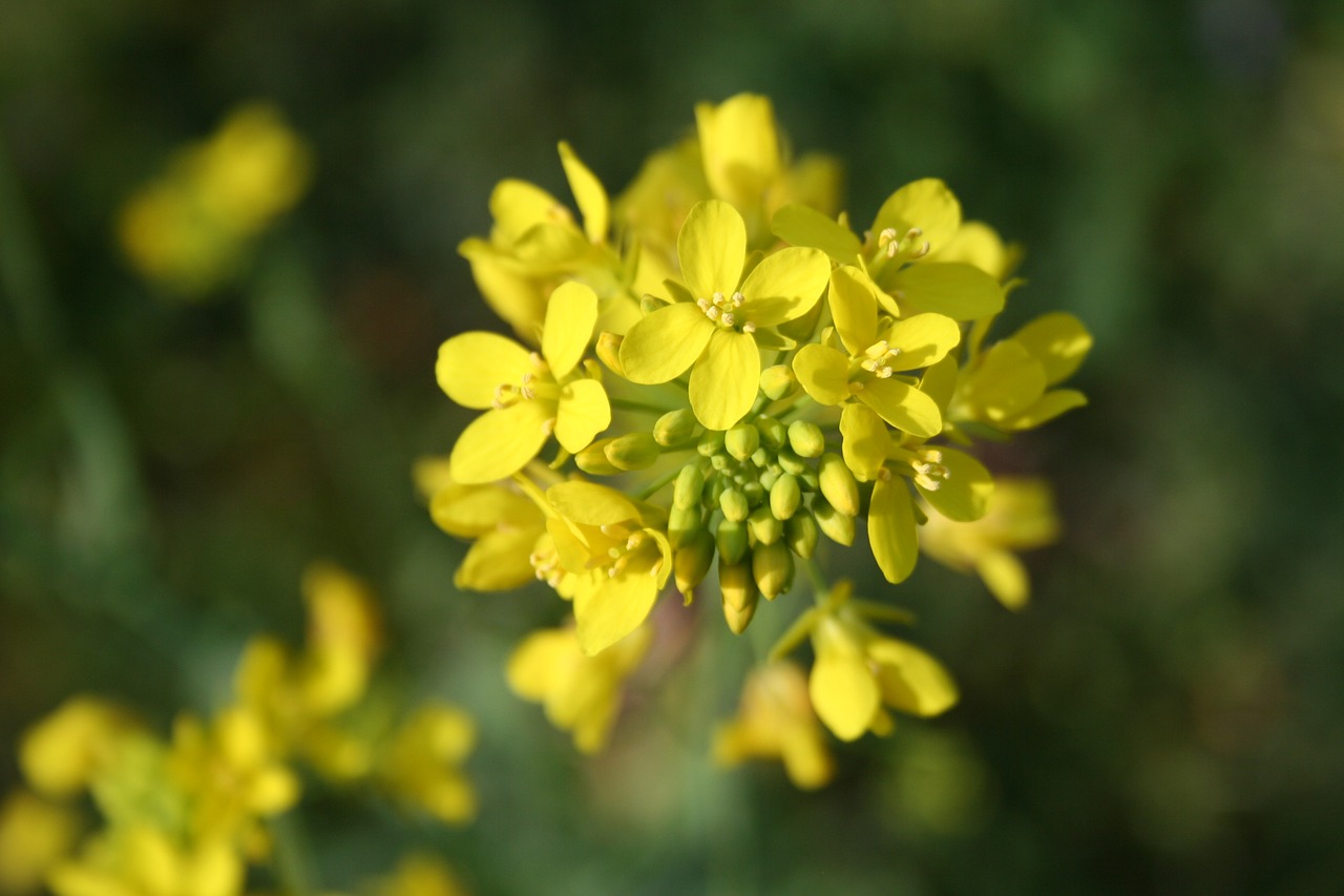 flower mustard blossom free photo