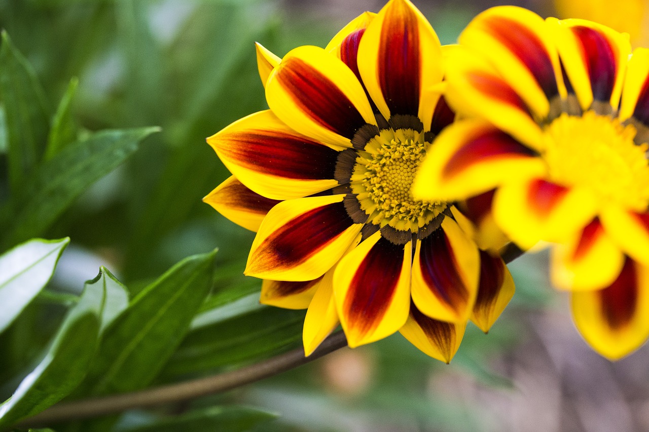 flower closeup nature free photo