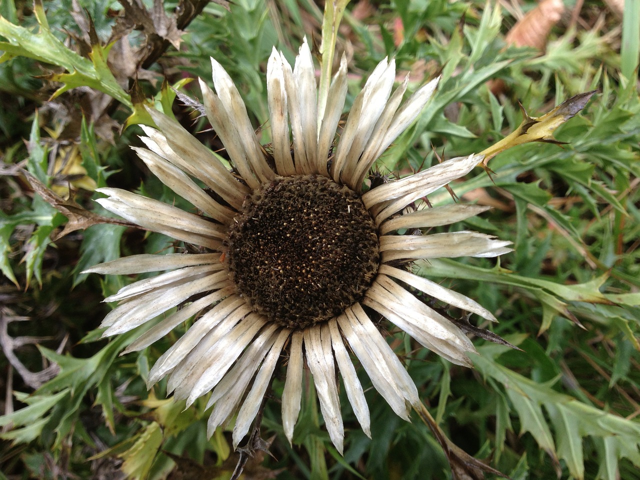 flower autumn nature free photo