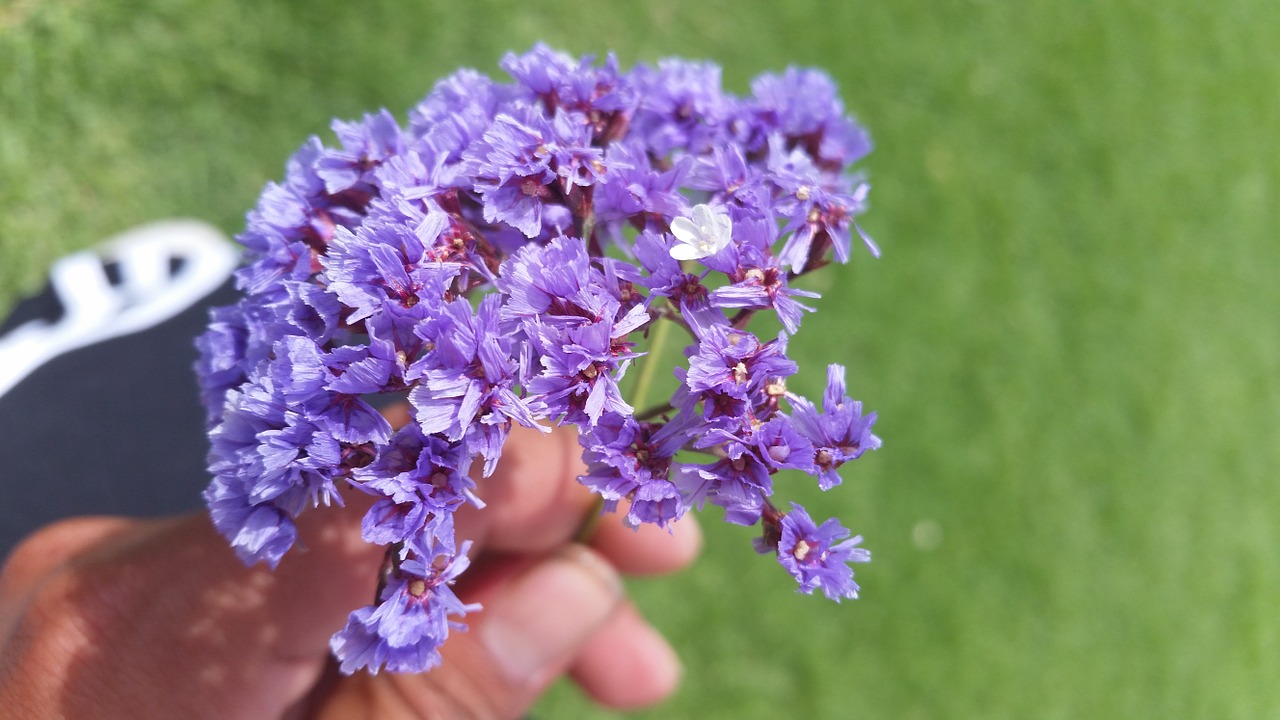 flower purple beautiful free photo