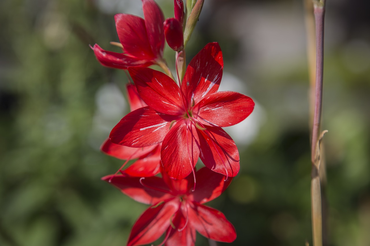 blossom bloom red free photo