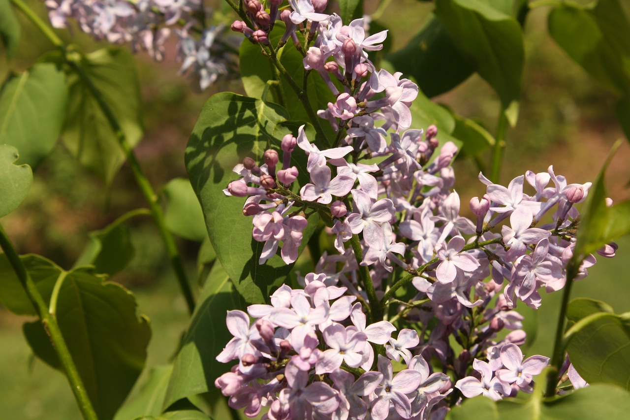 flower lilac purple free photo